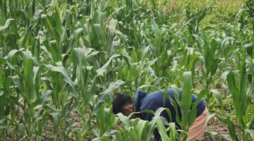 OPTIMALKAN KESEHATAN TANAMAN, LAPAS LABUHAN RUKU LAKSANAKAN PEMUPUKAN PHONSKA DAN KCL PADA TANAMAN JAGUNG DI SAE AIR JOMAN